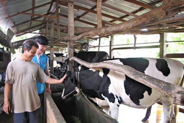 Quả ngọt sau 17 năm đầu tư cho sữa tươi đạt “chuẩn”