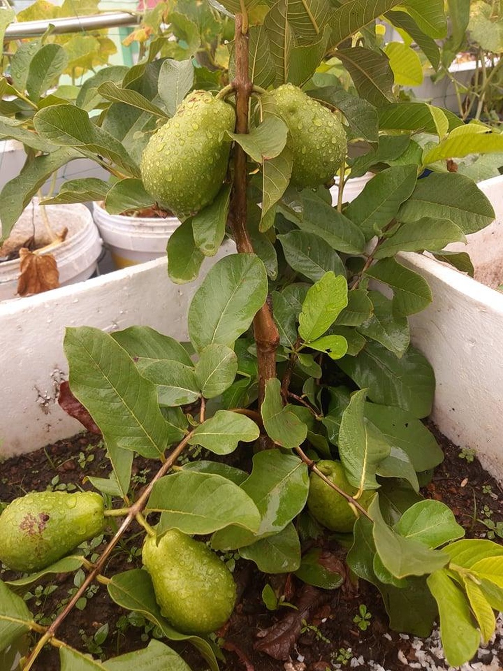 Có siêu thị mini sân thượng, gia đình không phải lo rau, củ giữa mùa dịch - 4