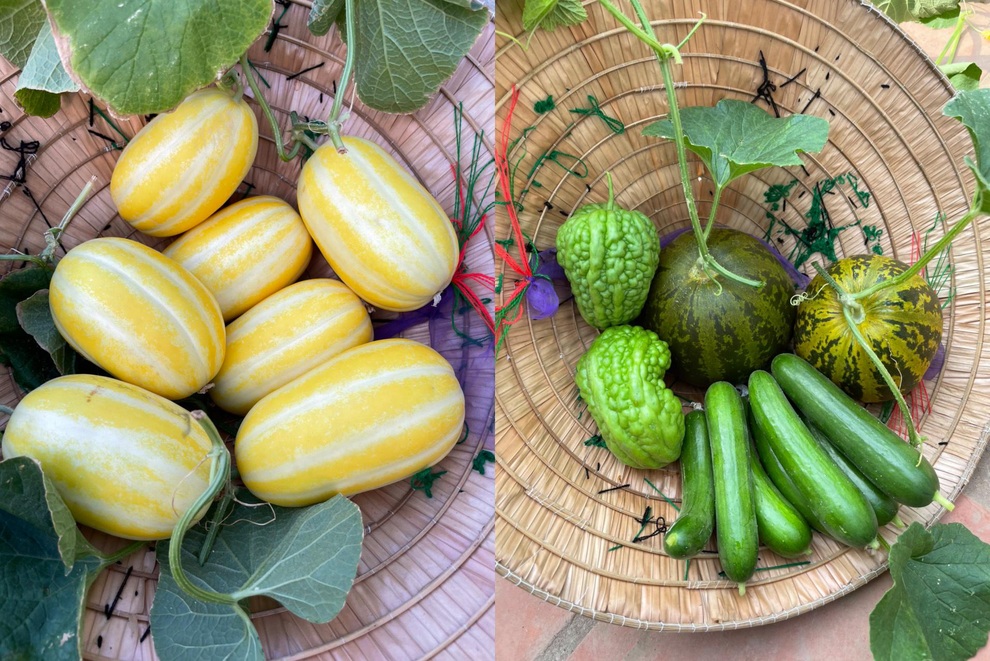 Khu vườn bội thu rau trái trên nóc nhà của gia đình ở Hà Nội - 13 Khu vườn bội thu rau trái trên nóc nhà của gia đình ở Hà Nội - 13