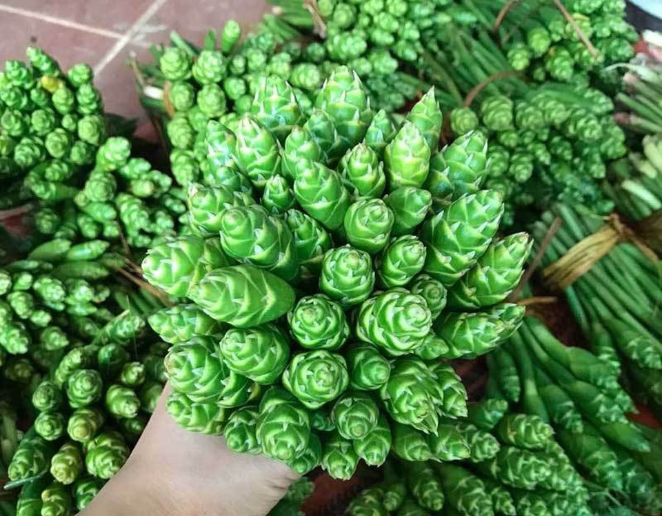Hoa màu xanh trên núi cao cắm đẹp, ăn ngon: Gom tiền triệu mỗi ngày - 1 Hoa màu xanh trên núi cao cắm đẹp, ăn ngon: Gom tiền triệu mỗi ngày - 1