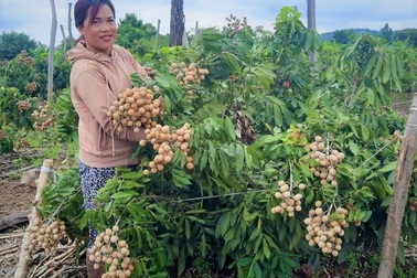 Đắk Nông: Thu gần nửa tỷ đồng nhờ trồng nhãn trên vùng đất đá ong