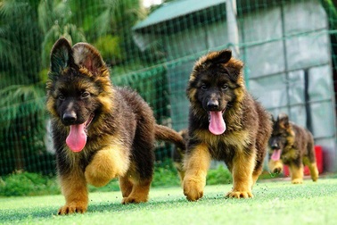 Can chó nhà cắn nhau, người đàn ông trung niên bị cắn vào cổ mất máu tới chết