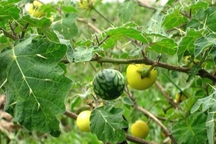 Ăn cà độc dược, 5 người trong một gia đình nôn ói, co giật