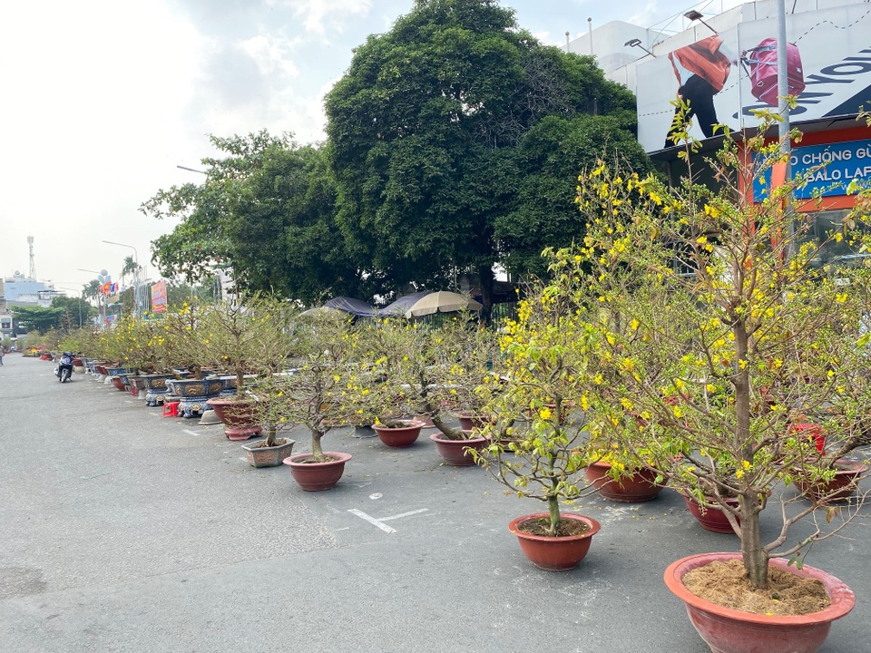 Trâu kiểng độc lạ vài chục triệu đồng; buôn mai, đào buồn chưa từng thấy - 5 Trâu kiểng độc lạ vài chục triệu đồng; buôn mai, đào buồn chưa từng thấy - 5