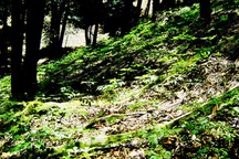 1.000 tấn sâm Ngọc Linh: Giấc mơ giá 2 tỷ USD trên đỉnh núi