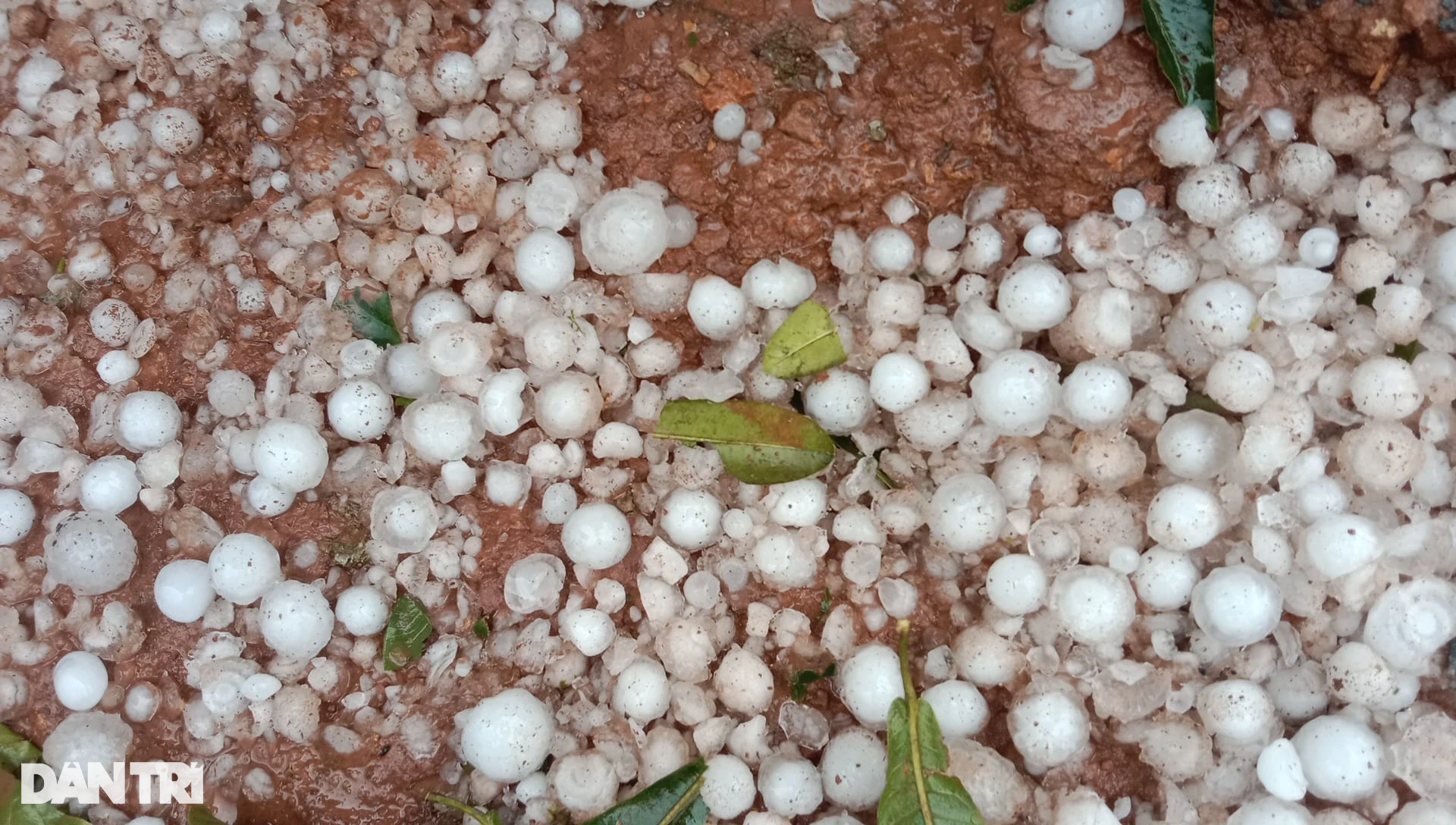 Mưa đá trắng trời ở các huyện biên giới Nghệ An - 1 Mưa đá trắng trời ở các huyện biên giới Nghệ An - 1