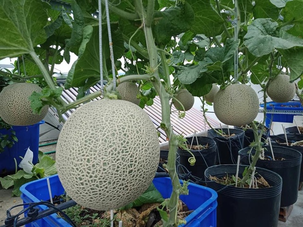 Những vườn trái cây sai trĩu trên sân thượng, gia chủ thu hoạch mỏi tay - 14 Những vườn trái cây sai trĩu trên sân thượng, gia chủ thu hoạch mỏi tay - 14