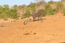 Voi mẹ cùng 2 con nhỏ bị đàn sư tử bao vây và cái kết