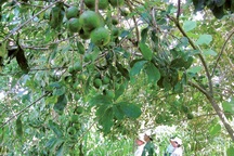 Những câu hỏi còn lại về mắc ca 