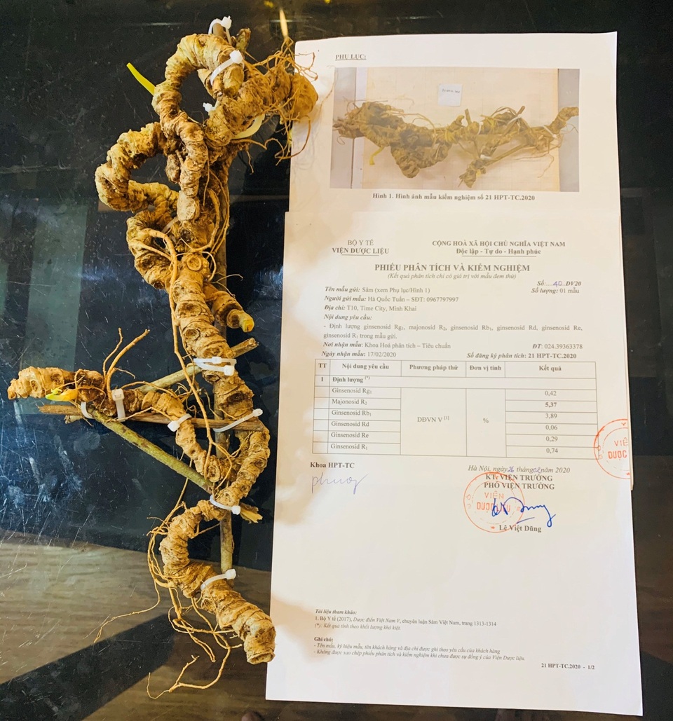 Chiêm ngưỡng “báu vật” Sâm Ngọc Linh rừng hơn 100 năm tuổi dáng rồng lượn - 5 Chiêm ngưỡng “báu vật” Sâm Ngọc Linh rừng hơn 100 năm tuổi dáng rồng lượn - 5