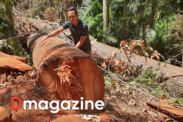 "Chảy máu" rừng Tây Nguyên: "Ăn cám trả vàng" và cuộc chiến không cân sức