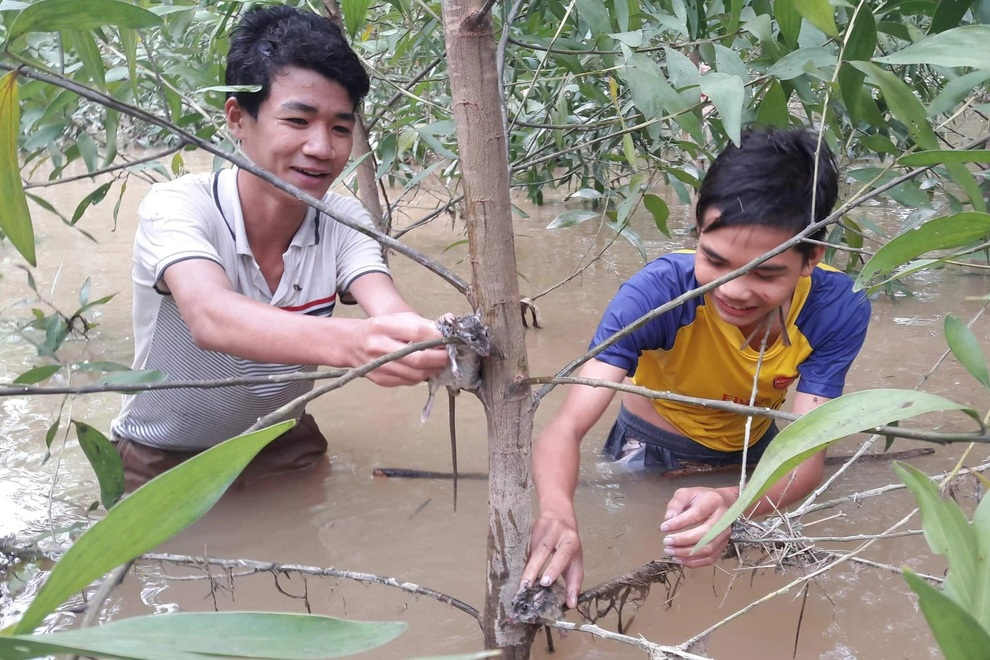 Về xứ Nghệ thưởng thức món thịt chuột đồng nức tiếng có một không hai - 4 Về xứ Nghệ thưởng thức món thịt chuột đồng nức tiếng có một không hai - 4