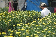 Hốt bạc nhờ trồng hoa Tết trên đất của các dự án treo