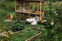 Vườn rau ngon, trái ngọt muốn ăn lúc nào cũng có của chàng trai phố thị