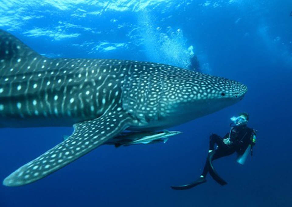 Những “mảnh thiên đường bé nhỏ riêng” tại Maldives - 5 Những “mảnh thiên đường bé nhỏ riêng” tại Maldives - 5
