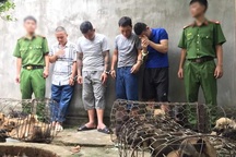 Đội quân trộm chó liên tỉnh sa lưới