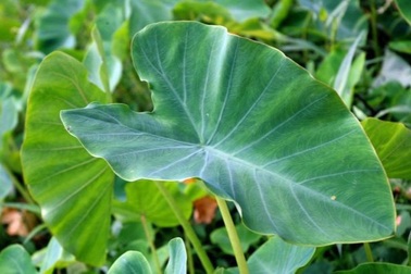 Lá khoai môn tưởng bỏ đi lại là thực phẩm có nhiều lợi ích đáng kinh ngạc