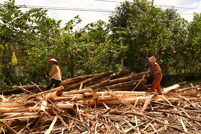 Trồng keo là nguồn thu nhập chính của bà con dân tộc huyện Khánh Vĩnh. Trong ảnh: Người dân thu hoạch, lột võ keo