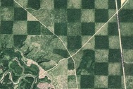 Độc đáo cánh rừng có hình bàn cờ