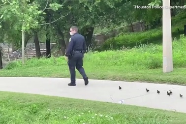 Video cảnh sát dẫn đàn vịt nhỏ đi tìm mẹ thu hút hàng triệu lượt xem