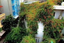 Ngôi nhà 3 mặt tiền phủ kín hoa sử quân tử của nữ thiết kế thời trang