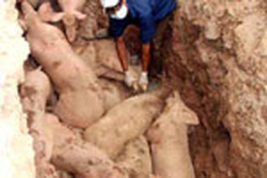 Dịch lở mồm long móng “tấn công” Hải Dương, Lai Châu