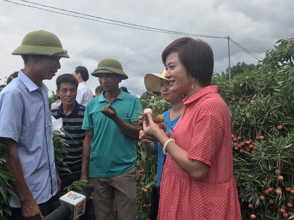 Hàng trăm thương lái Trung Quốc chực chờ, đếm ngày sang Việt Nam mua vải - 3 Hàng trăm thương lái Trung Quốc chực chờ, đếm ngày sang Việt Nam mua vải - 3