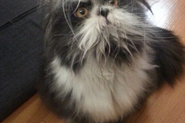 Bức ảnh khiến cộng đồng mạng "điên đầu" không biết là chó hay mèo