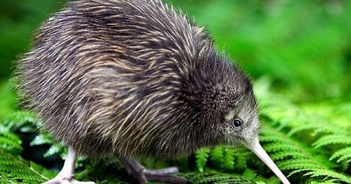 Kiwi - A Unique Flightless Bird in New Zealand