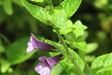 Bảo vệ gan đừng quên nhân trần!