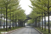 Đường đi của cây xanh nhập lậu từ Trung Quốc về trồng ở Hà Nội