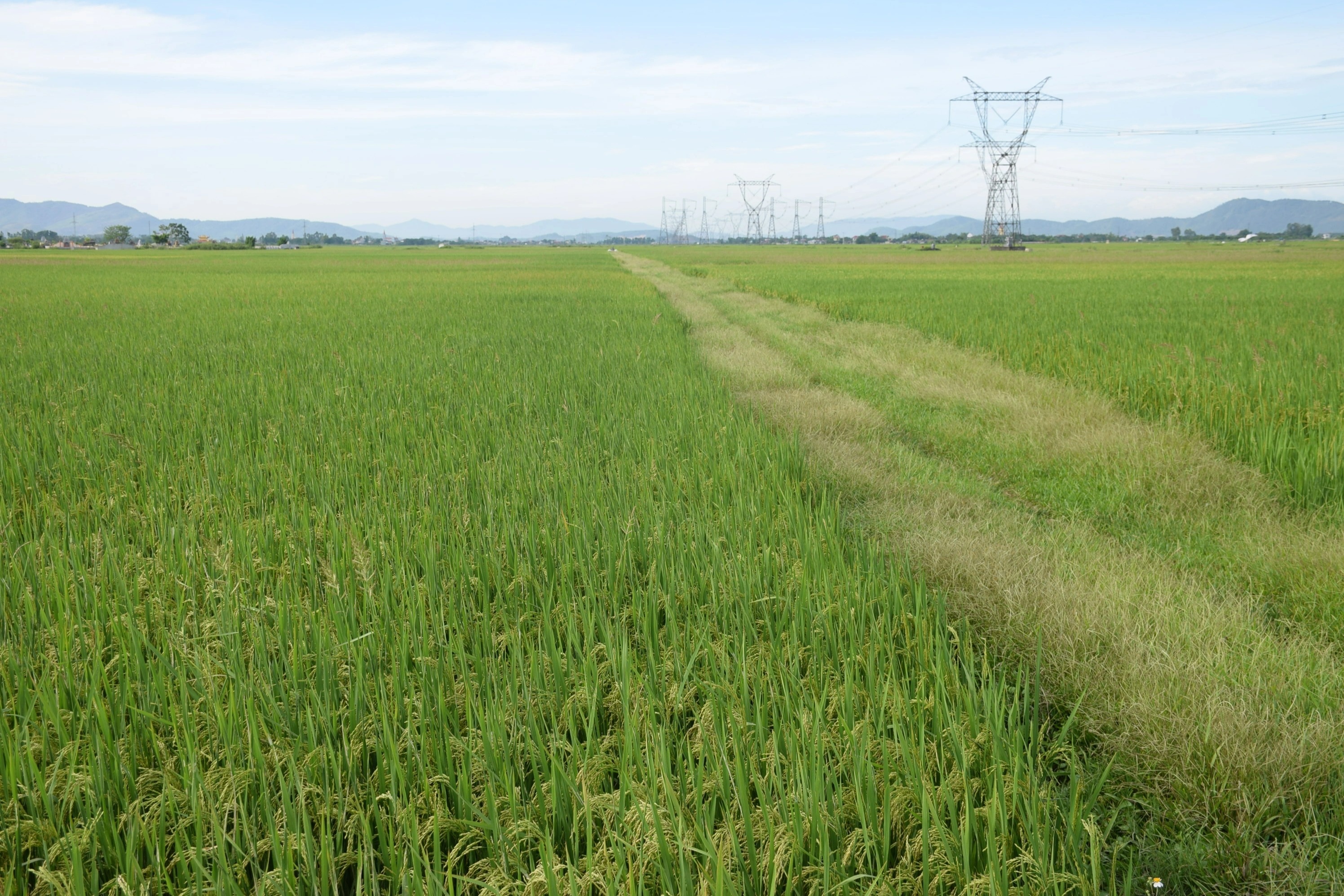 Đi xe máy lượn khắp đồng săn tôm bay, kiếm tiền triệu mỗi ngày - 1 Đi xe máy lượn khắp đồng săn tôm bay, kiếm tiền triệu mỗi ngày - 1