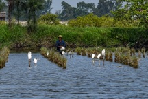 Tận diệt chim trời ở vùng quê xứ Thanh