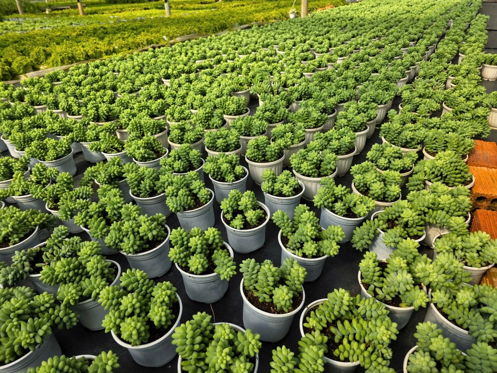 Nước lũ cuốn trôi vườn sen đá tiền tỷ ở Đà Lạt, chủ vườn bất lực khóc ròng - 2 Nước lũ cuốn trôi vườn sen đá tiền tỷ ở Đà Lạt, chủ vườn bất lực khóc ròng - 2