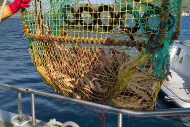 Ngư dân Na Uy làm giàu nhờ cua hoàng đế