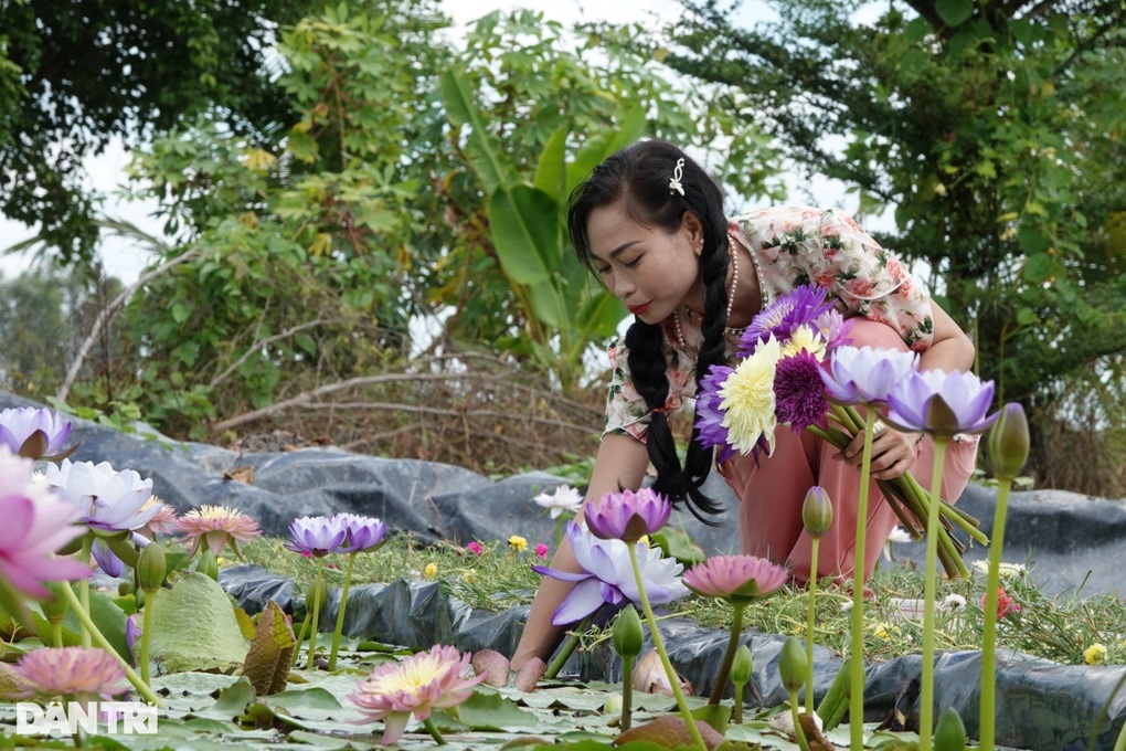 Vườn hoa súng kiểng của nữ hộ nông Hậu Giang 'đắt như tôm tươi,' cho thu nhập khủng 60 triệu đồng/tháng