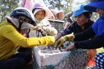 Ngư dân kiếm tiền triệu từ cá khoai những ngày cuối năm