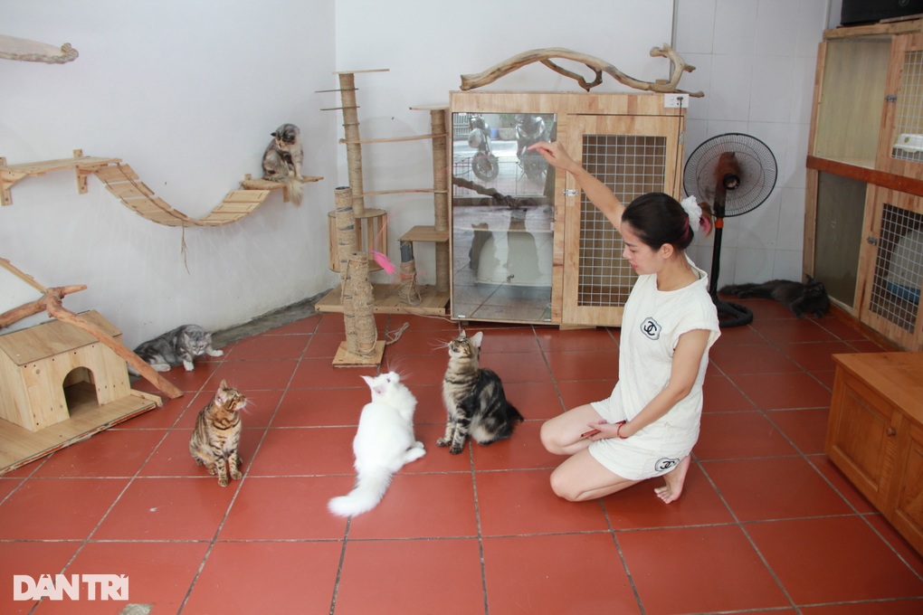 Trào lưu nuôi mèo quý tộc đi máy bay từ châu Âu về Việt Nam - 3 Trào lưu nuôi mèo quý tộc đi máy bay từ châu Âu về Việt Nam - 3