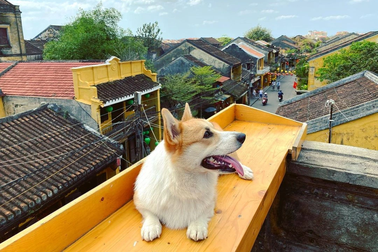 Chú chó 5 tuổi đi phượt khắp Việt Nam, xuất ngoại 5 nước châu Âu