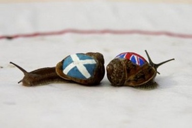 Bé 5 tuổi vô địch thế giới về... đua ốc sên