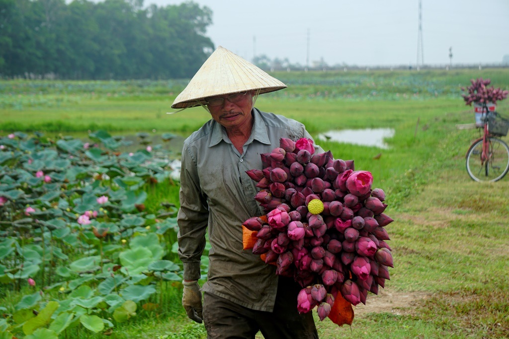 Vợ chồng U60 đút túi hàng chục triệu đồng mỗi vụ nhờ trồng sen - 3 Vợ chồng U60 đút túi hàng chục triệu đồng mỗi vụ nhờ trồng sen - 3