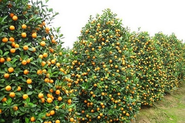 Thú vui trồng lại cây quất cảnh sau Tết