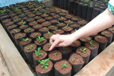 Mô hình mới tại Tây Nguyên: Trồng cà phê từ… lá