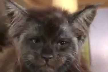 Chú mèo trở thành “ngôi sao Internet” vì gương mặt giống hệt con người