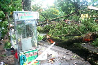 Hai người bị cây đè gãy cổ