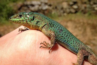 Thằn lằn phát triển "ngôn ngữ tình yêu" mới chỉ sau bốn thế hệ