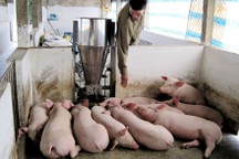 Người chăn nuôi thua lỗ, thịt “ngoại” lấn lướt