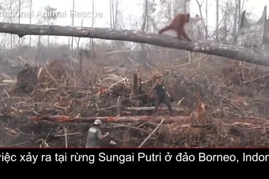 Video cảnh đười ươi quyết cản máy ủi phá rừng