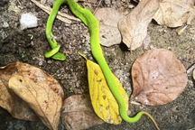 Nhiều người nguy kịch, trên cơ thể có vết cắn của một loại rắn độc