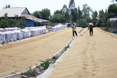 Giá lúa bất ngờ giảm trở lại